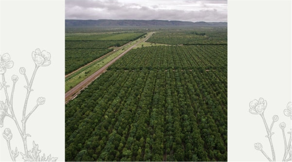 How Australia is creating a long-term sustainable future for one of the world’s most precious essential oils - sandalwood.