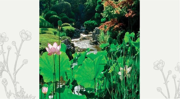Aromatherapy & Mindfulness. Interview with Matsuyama-san