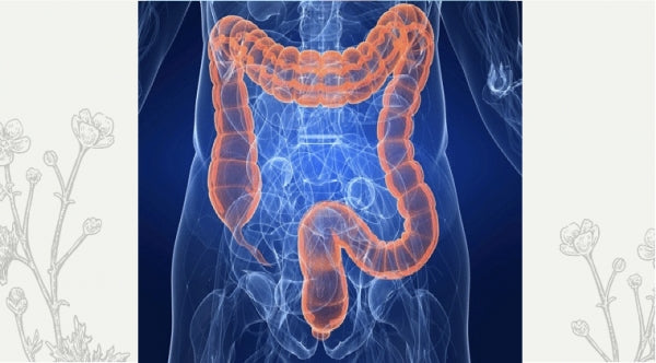 The role of the gut microbiota and immune responses to vaccination