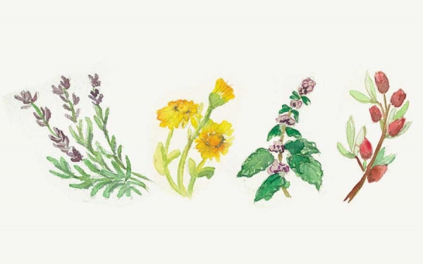Ingestion and Therapeutic Grade Essential Oils