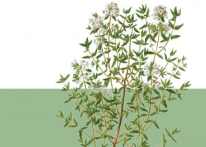 Blends with Thyme Oil