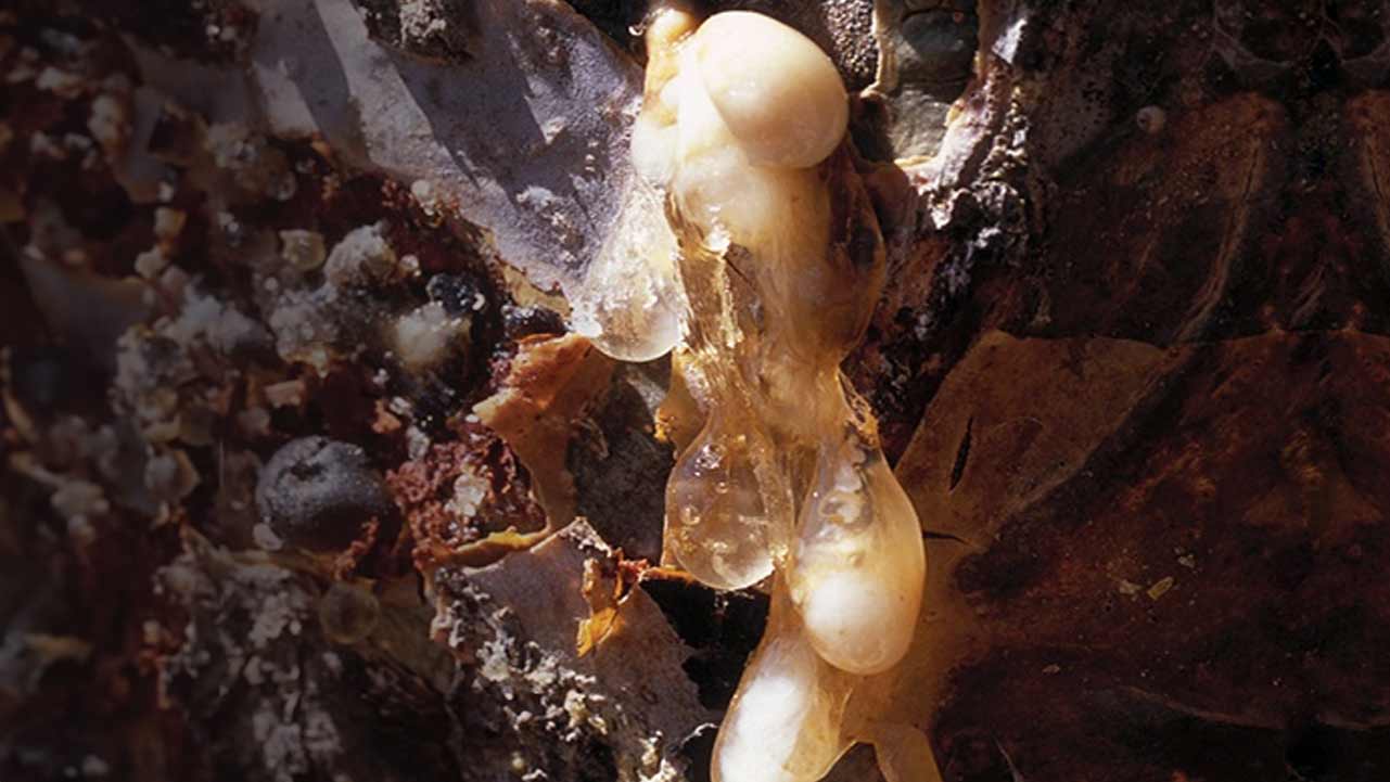 Sacred Scents Masterclass