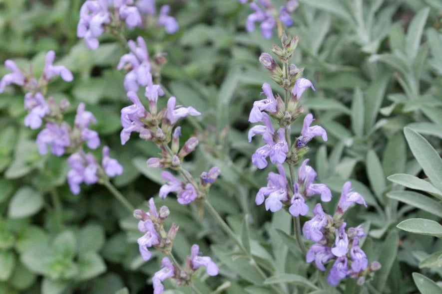 Spanish Sage