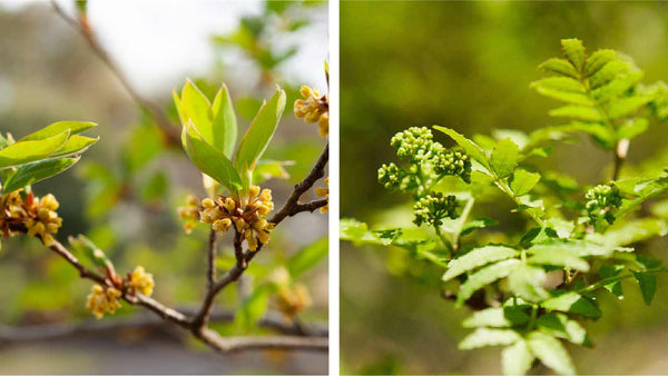 Rare Japanese Essential Oils - Online Class with Salvatore Battaglia