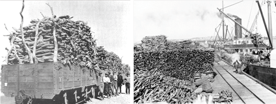 More than 50,000 tonnes of sandalwood spicatum was exported from Western Australia by the beginning of the 20th century.