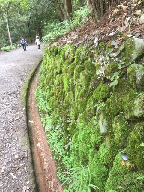 Moss in Japan